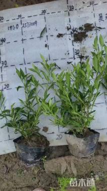 高度30厘米小叶栀子