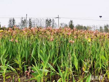 高度20厘米粉美人蕉