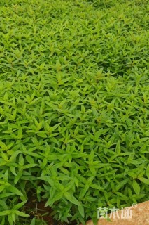 高度20厘米千屈菜