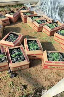 高度15厘米薄雪万年草