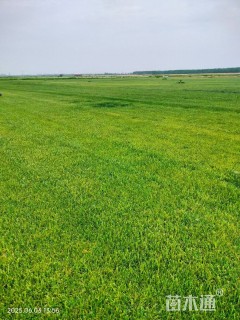 草卷状百慕大草