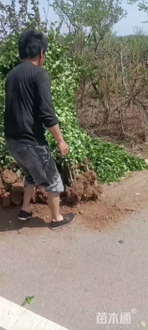 高度150厘米北海道黄杨