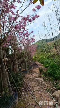 18公分紫花风铃木