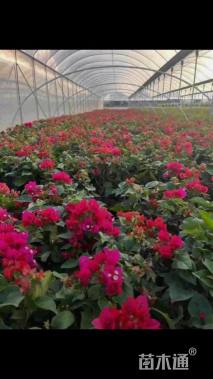 高度60厘米红花勒杜鹃