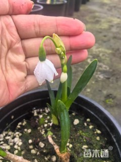 雪片莲