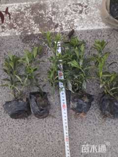 高度15厘米小叶栀子