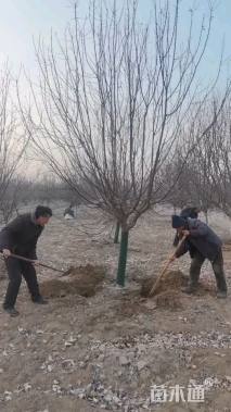 11公分垂丝海棠