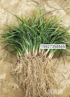 15厘米中叶麦冬