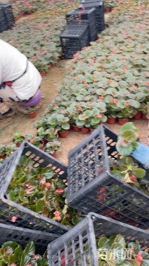 高度20厘米四季海棠