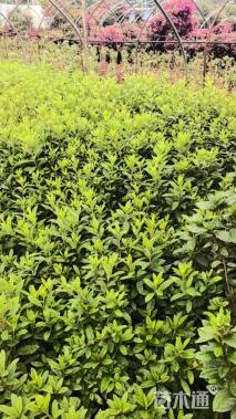 冠幅50厘米毛鹃球