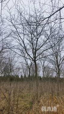 15公分高杆染井吉野樱