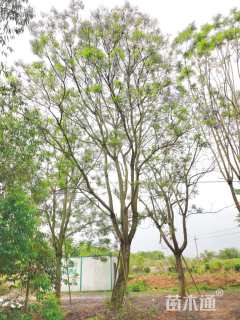 45公分蓝花楹