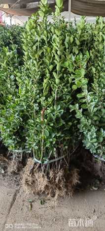 高度80厘米大叶黄杨