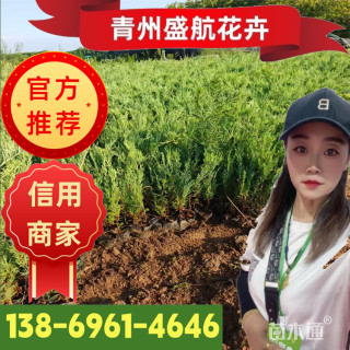 高度35厘米沙地柏