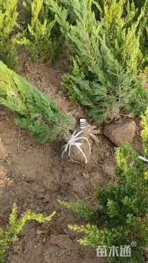 高度150厘米龙柏