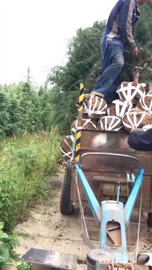 高度300厘米雪松