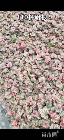 高度10厘米矾根