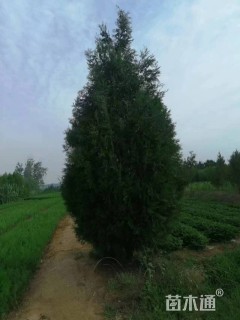 高度180厘米侧柏