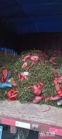 高度40厘米品种月季