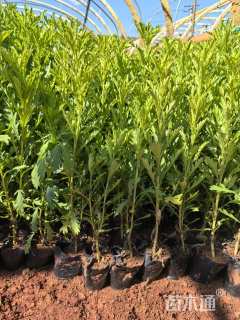 高度30厘米黄金菊