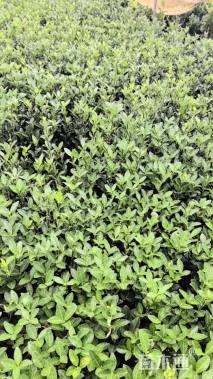 高度40厘米大叶黄杨小苗