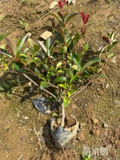 高度50厘米红叶石楠小苗