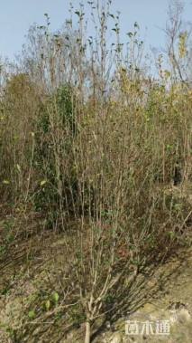 高度200厘米木槿