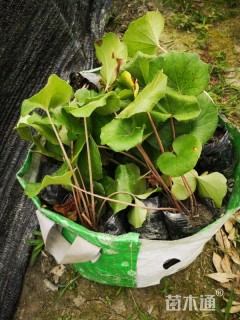 高度25厘米大吴风草