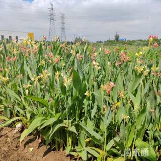 高度30厘米美人蕉