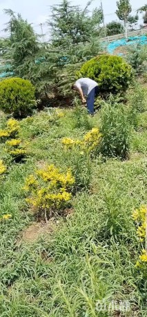 冠幅180厘米洒金柏球