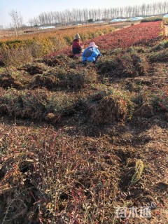 80厘米小叶扶芳藤