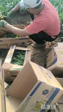 高度50厘米百子莲