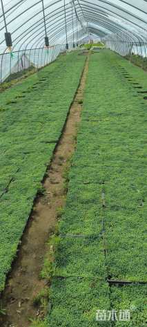 高度5厘米中华景天