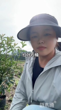 冠幅40厘米红叶石楠球