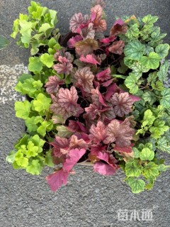 高度10厘米矾根