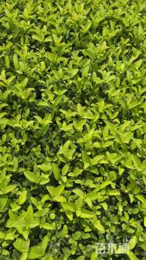 高度30厘米荚迷