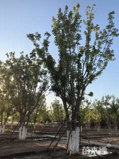 高度900厘米丛生元宝枫