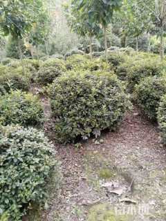 冠幅120厘米杜鹃球