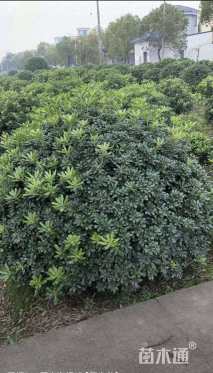 冠幅150厘米海桐球