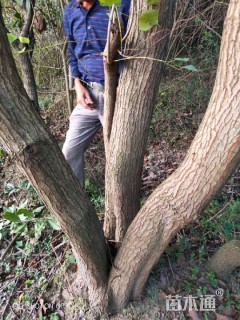 15公分丛生乌桕