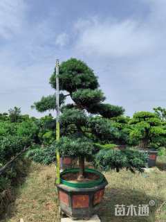 12公分金钻罗汉松