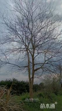 25公分朴树