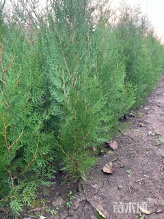 高度50厘米侧柏