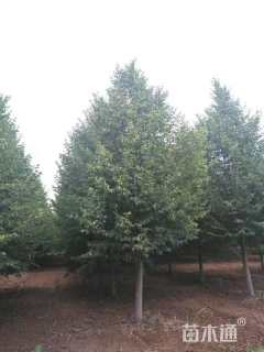 12公分椴树