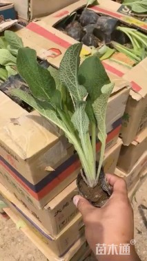 高度15厘米毛地黄