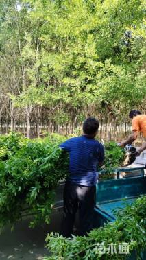 高度200厘米丛生花石榴