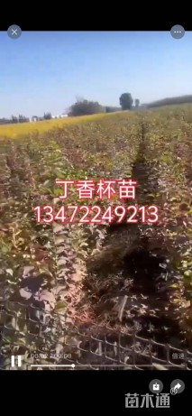 高度80厘米丁香