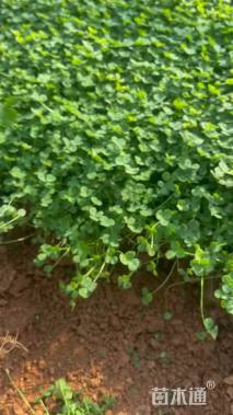 高度10厘米三叶草