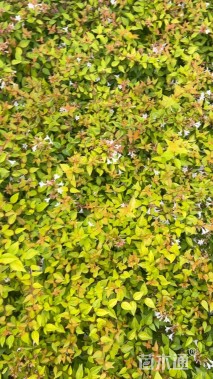 高度30厘米六道木