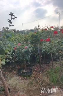 高度90厘米高杆月季